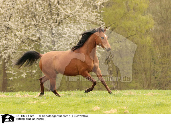 trotting arabian horse / HS-01425