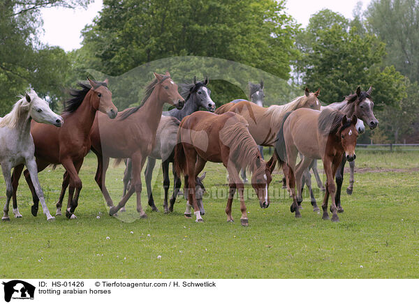trotting arabian horses / HS-01426