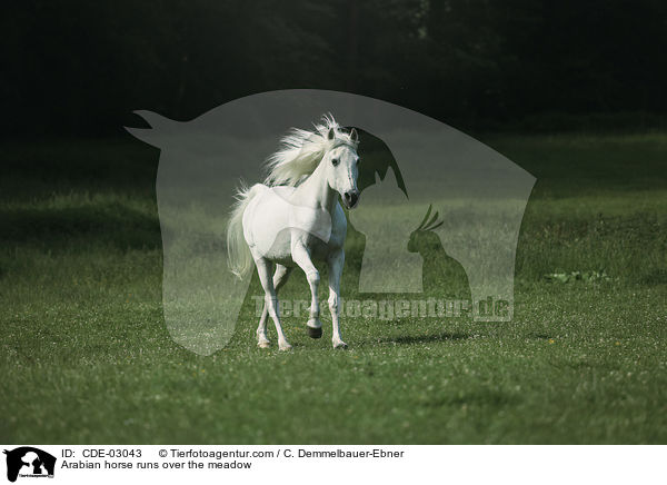 Arabian horse runs over the meadow / CDE-03043