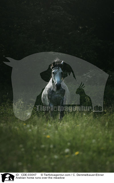 Arabian horse runs over the meadow / CDE-03047