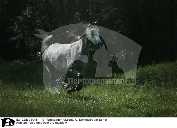 Arabian horse runs over the meadow / CDE-03048