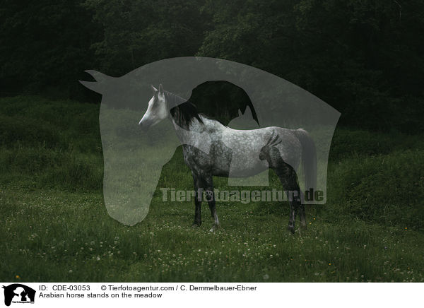 Arabian horse stands on the meadow / CDE-03053