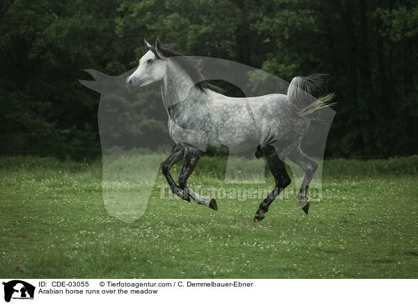 Arabian horse runs over the meadow / CDE-03055