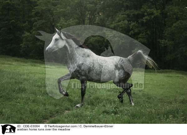 arabian horse runs over the meadow / CDE-03064