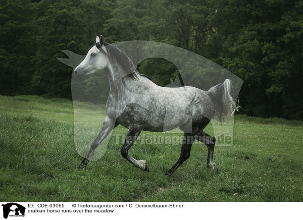 arabian horse runs over the meadow / CDE-03065