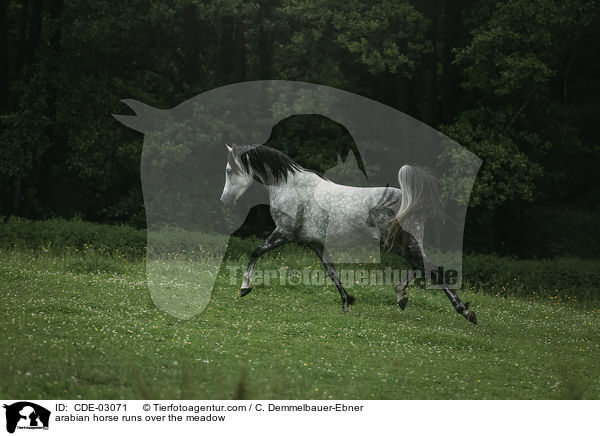 arabian horse runs over the meadow / CDE-03071