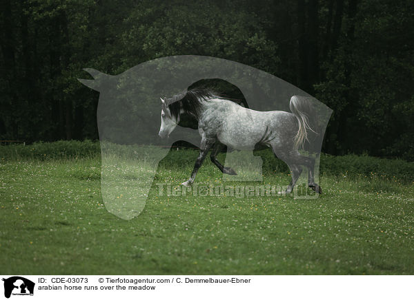 arabian horse runs over the meadow / CDE-03073