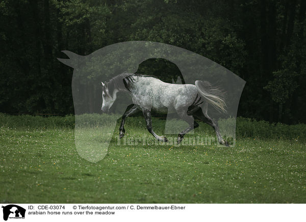 arabian horse runs over the meadow / CDE-03074