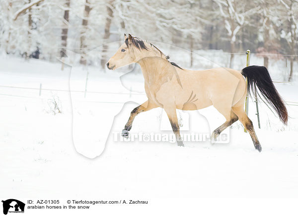 arabian horses in the snow / AZ-01305