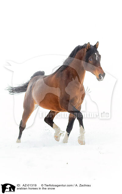 Araber im Schnee / arabian horses in the snow / AZ-01319