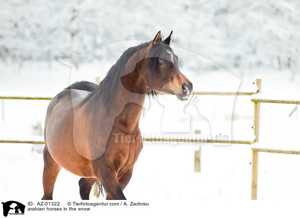 arabian horses in the snow / AZ-01322