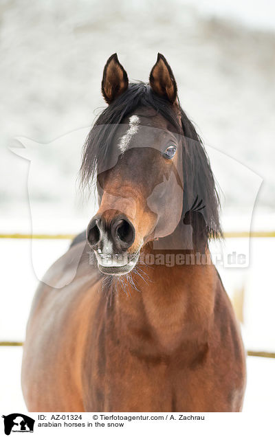 arabian horses in the snow / AZ-01324