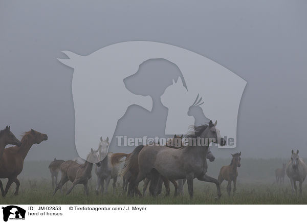 herd of horses / JM-02853