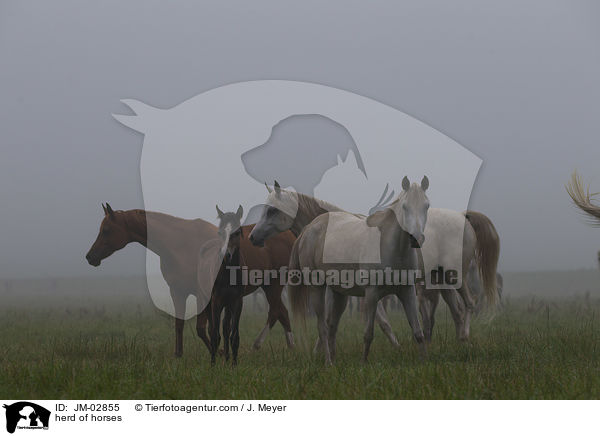 herd of horses / JM-02855