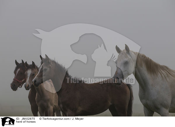 herd of horses / JM-02875