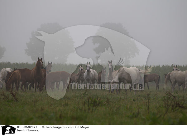 Pferdeherde / herd of horses / JM-02877