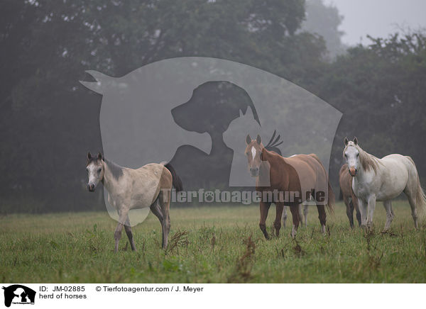 Pferdeherde / herd of horses / JM-02885