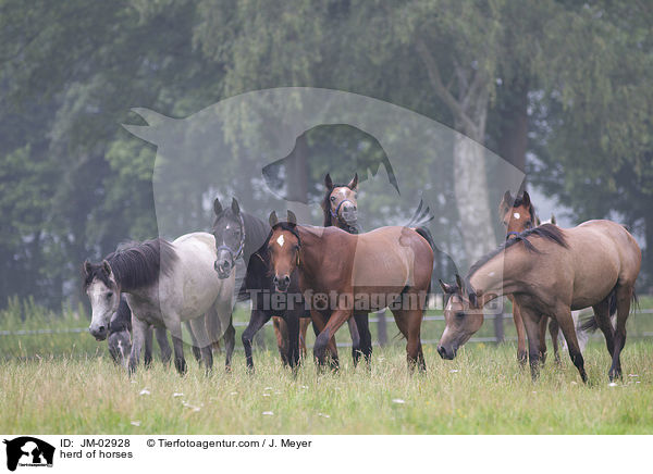herd of horses / JM-02928