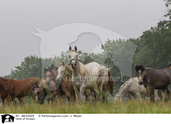 herd of horses / JM-02929