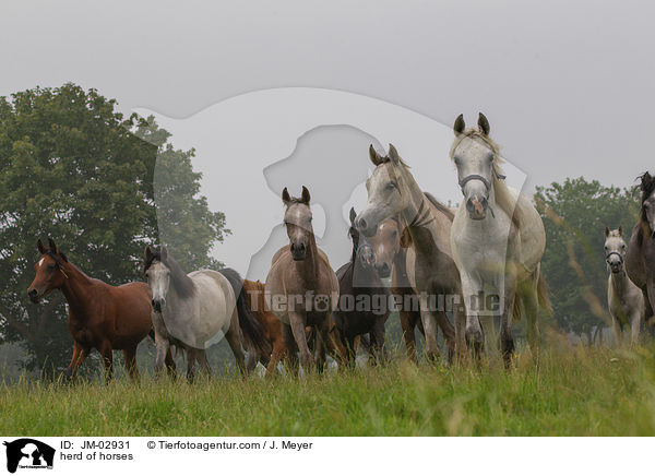 herd of horses / JM-02931