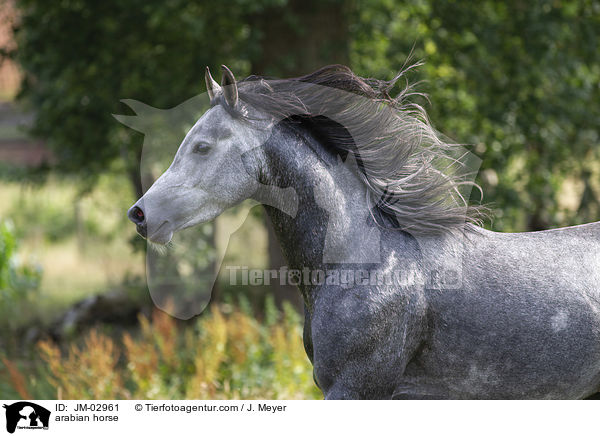 arabian horse / JM-02961