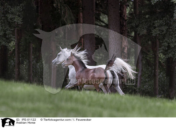 Araber / Arabian Horse / IFE-01122