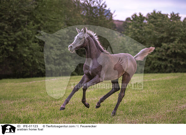 arabian horse foal / IFE-01123