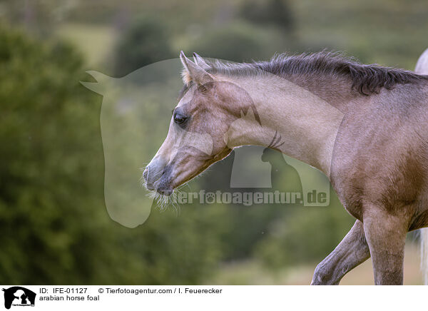 arabian horse foal / IFE-01127