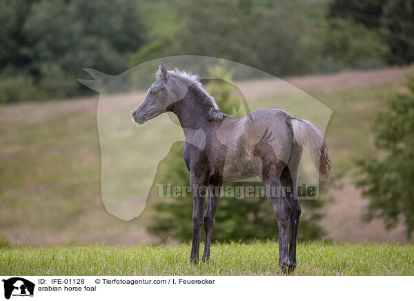 arabian horse foal / IFE-01128