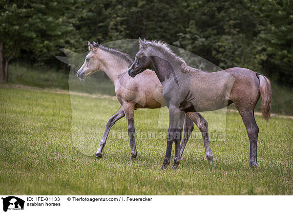 arabian horses / IFE-01133
