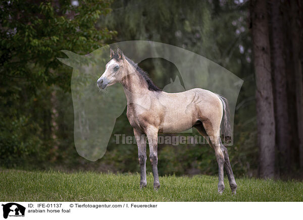 arabian horse foal / IFE-01137