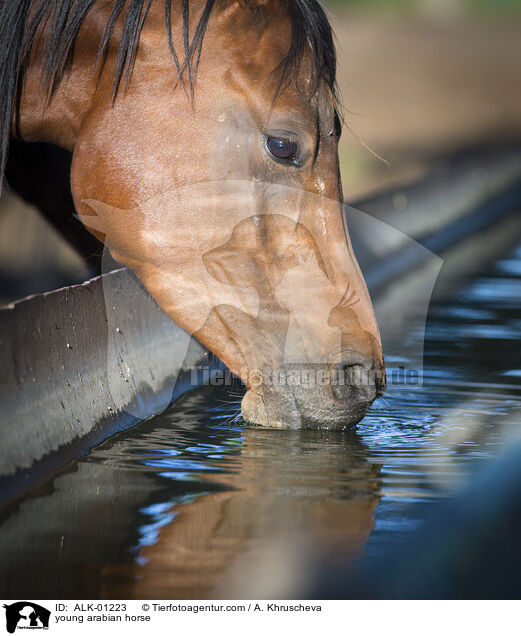 young arabian horse / ALK-01223