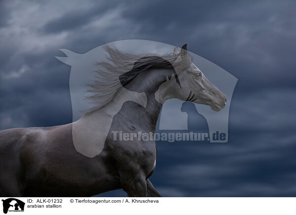 arabian stallion / ALK-01232