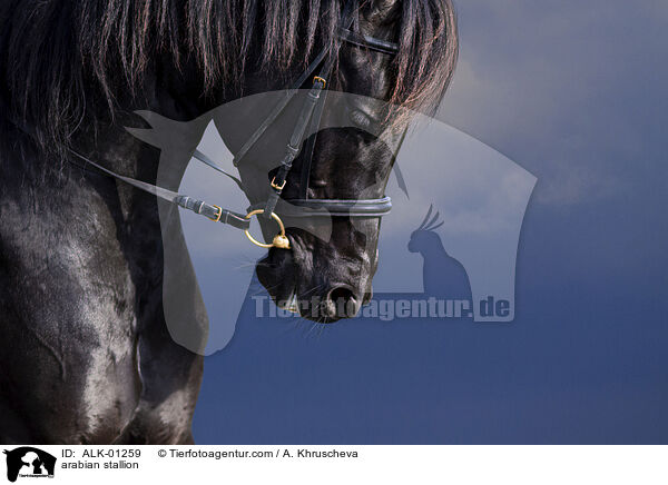 arabian stallion / ALK-01259