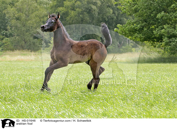 arabian foal / HS-01646