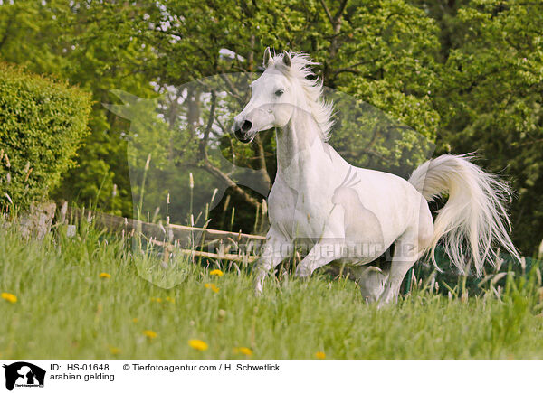 arabian gelding / HS-01648