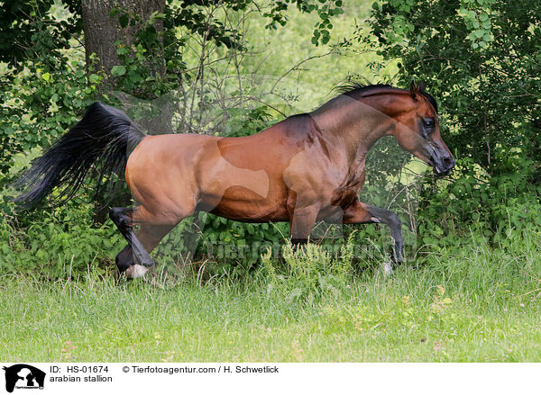 arabian stallion / HS-01674