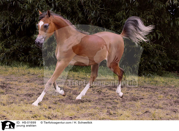 young arabian / HS-01699