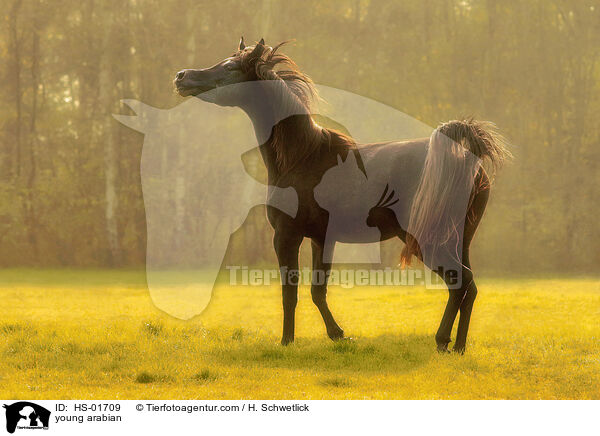 young arabian / HS-01709