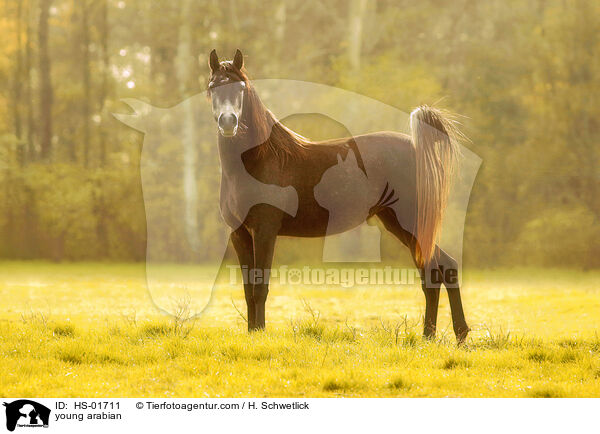 young arabian / HS-01711