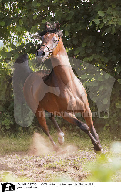 young arabian / HS-01739