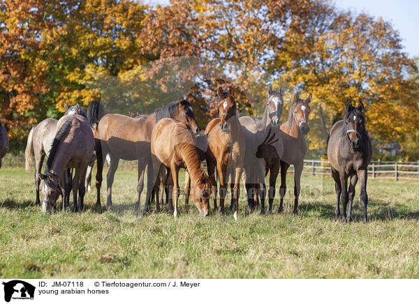 young arabian horses / JM-07118
