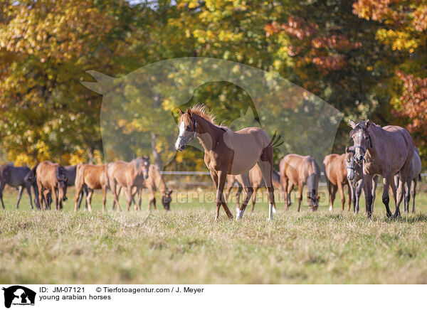 young arabian horses / JM-07121