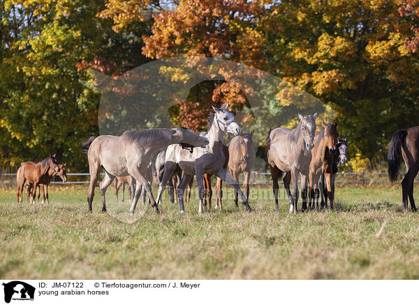 young arabian horses / JM-07122
