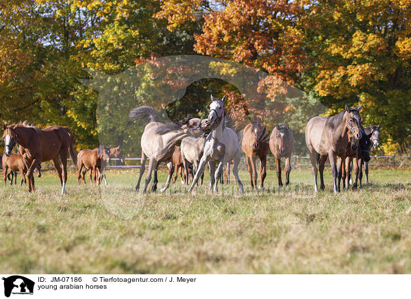 young arabian horses / JM-07186