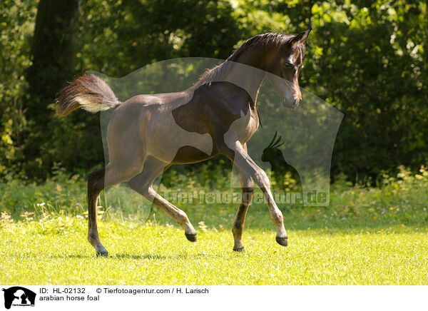 arabian horse foal / HL-02132