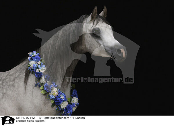 Araber Hengst / arabian horse stallion / HL-02142
