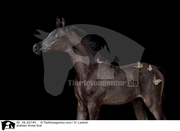 Araber Fohlen / arabian horse foal / HL-02145