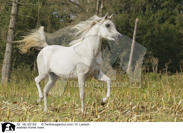 arabian horse mare / HL-02152