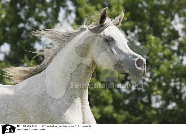 arabian horse mare / HL-02160